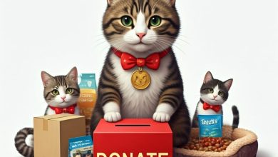 Monthly donations or one-off gifts for cat