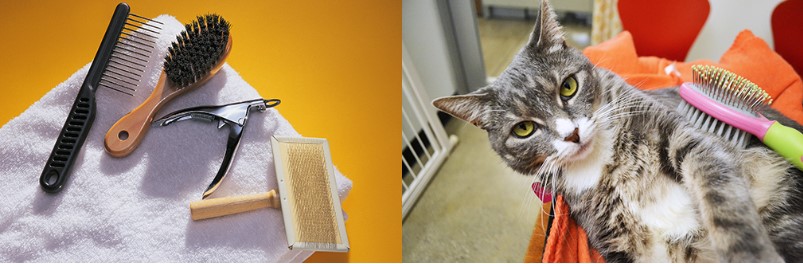 Feeding cat care