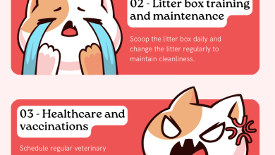 Tips to take care of your cat!