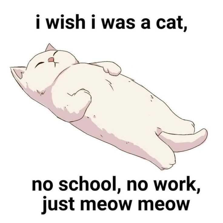 I Wish I Was a Cat