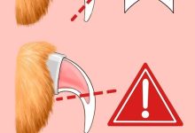 How to Trim a Cat’s Nails Safely