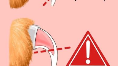 How to Trim a Cat’s Nails Safely